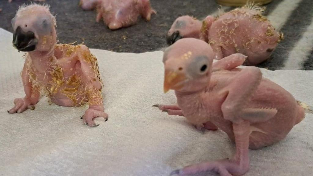 Parrot eggs hatch after suspected Thai smuggler arrested at South African airport