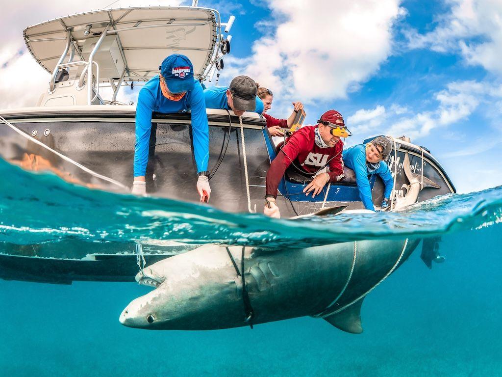 Shark upside down in the water being checked by men in a boat