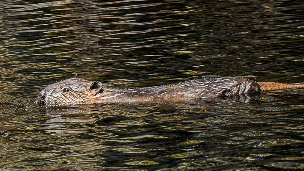 A beaver swimming a river. It has brown fur and is wet.