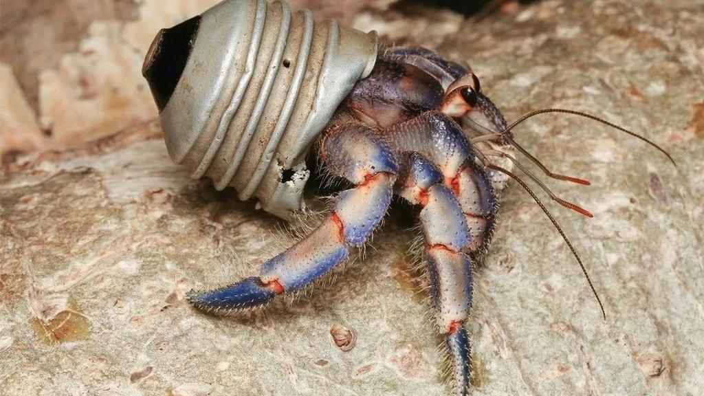 hermit-crab.