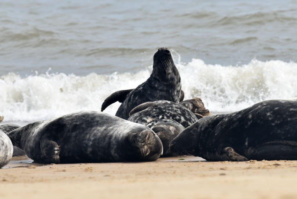 seals