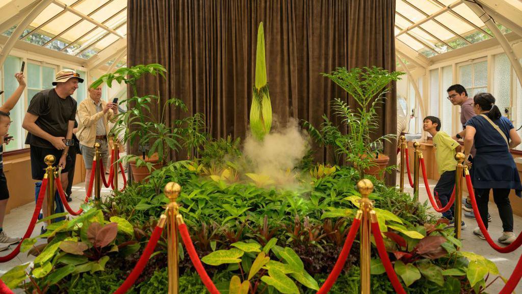 Corpse flower behind a red rope