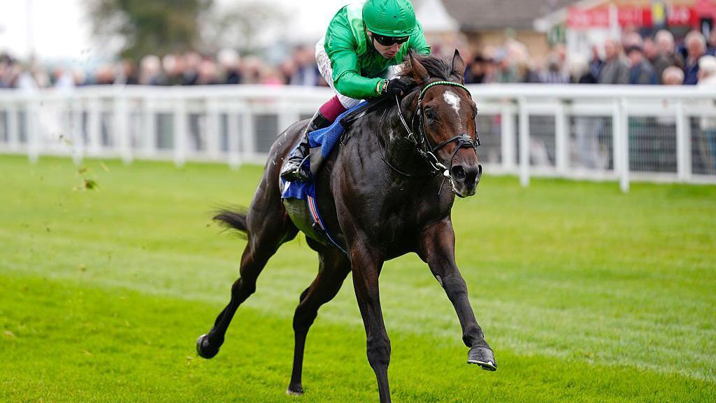 A dark bay racehorse is in full gallop, pushing himself forward. His jockey is in green silks. The grass is a lush green and blurred behind them is the white railings a crowd