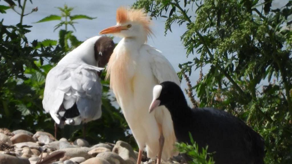 Cattle egret bird