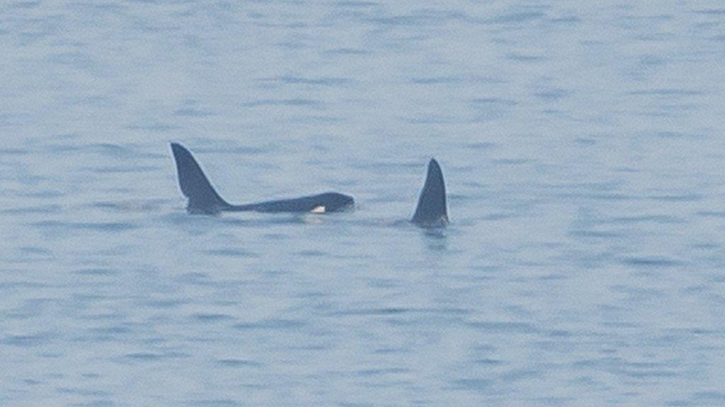 Orca John Coe, left, with another orca