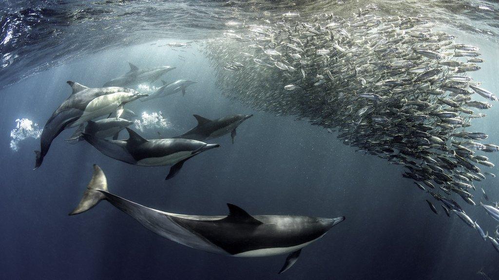 dolphins feeding frenzy