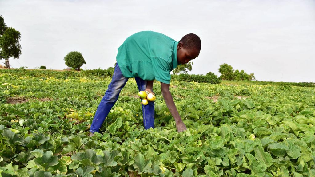 A Nigerian picking melons