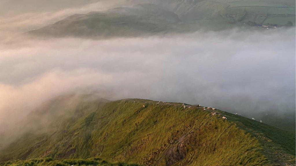 A flock of sheep graze as a cloud inversion forms behind them