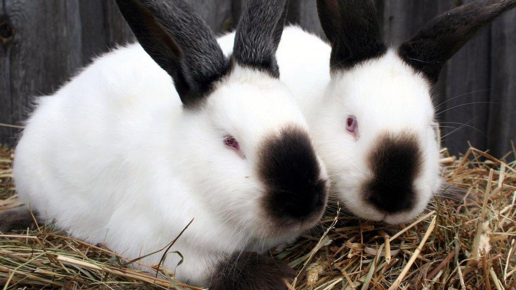 Californian rabbits