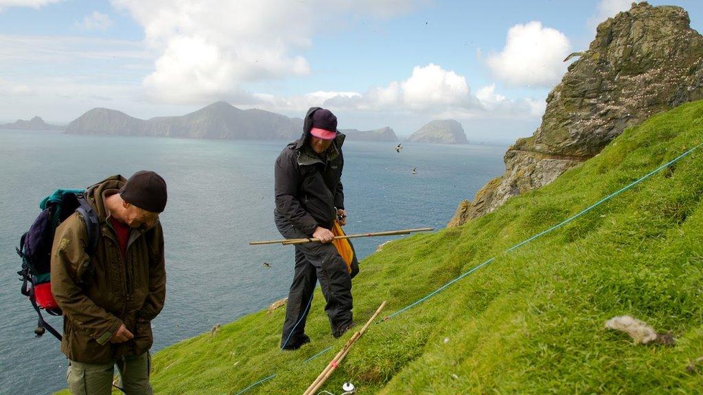 Birds survey on St Kilda