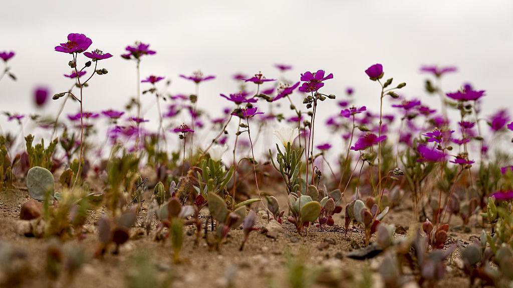 Close up of pink flowers