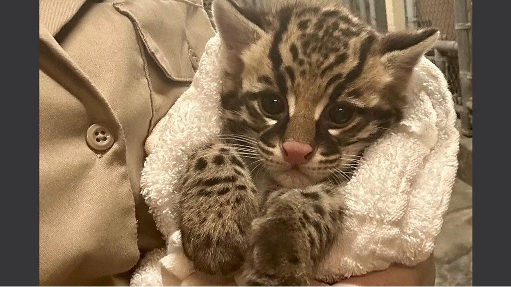 Baby ocelot