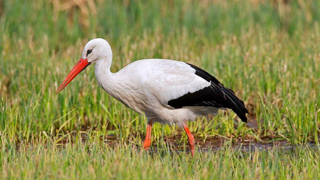 white-stork.