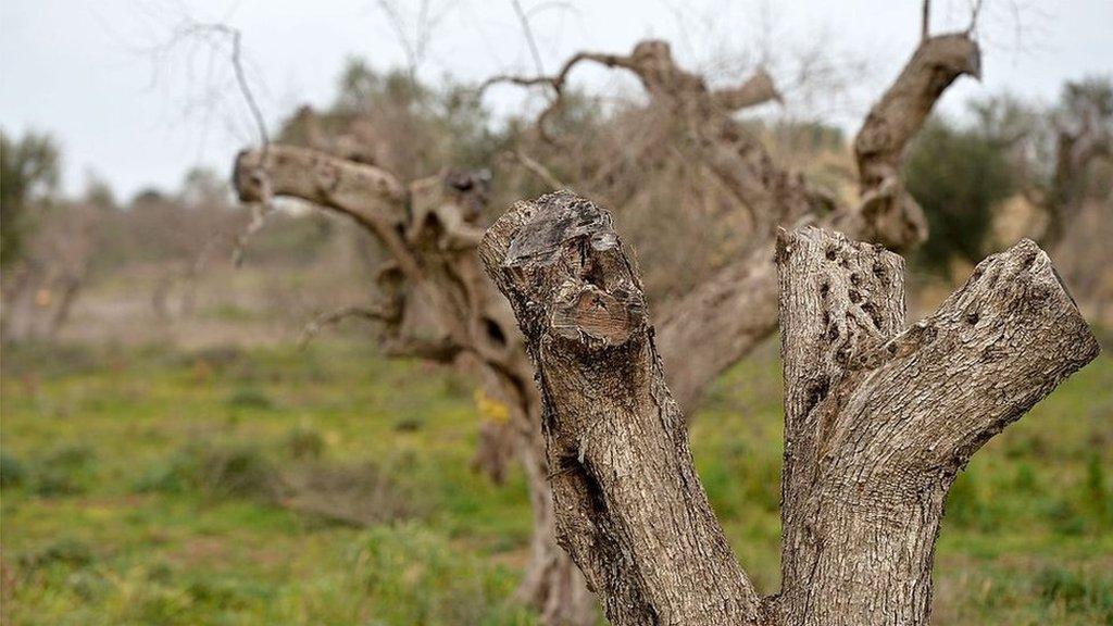 Infected olive trees in the Puglia region