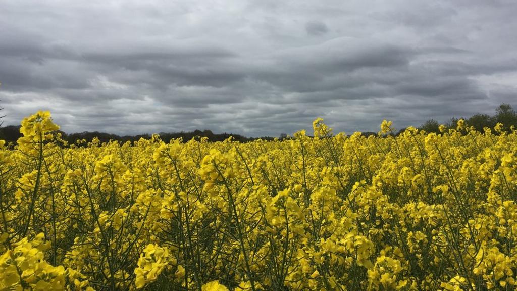 Rape field with dark sky