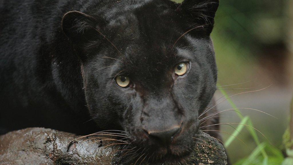 Zoysa the black leopard