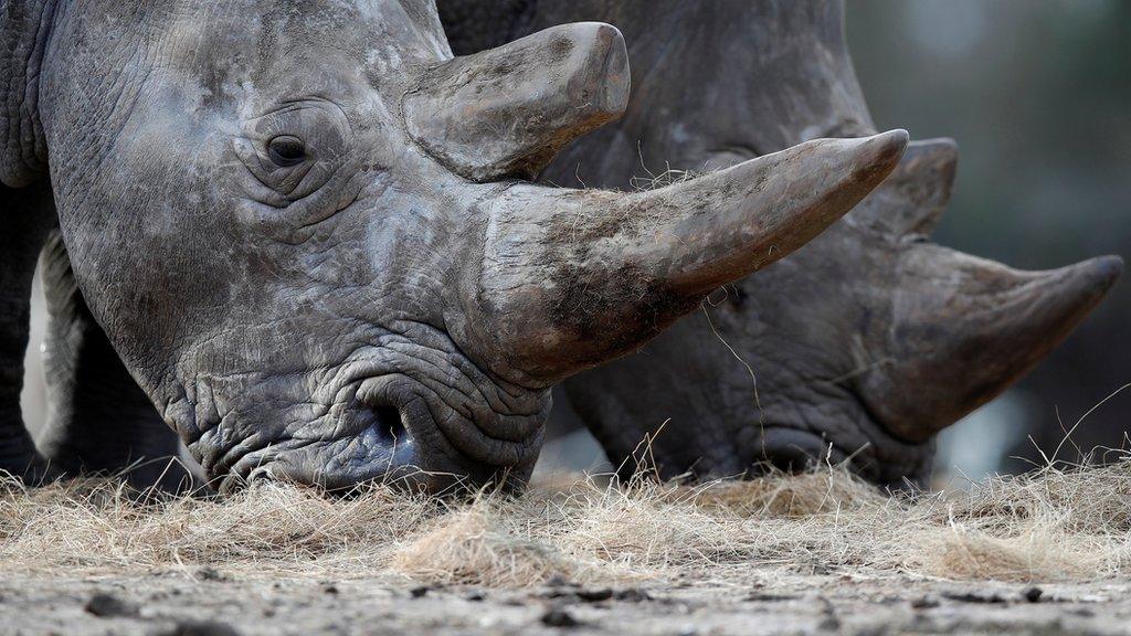 Rhinos