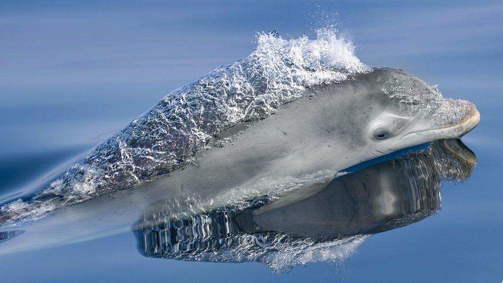 Dolphin