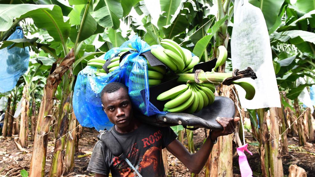 A man carries a bunch of bananas in a plantation field near Dabou, Ivory Coast