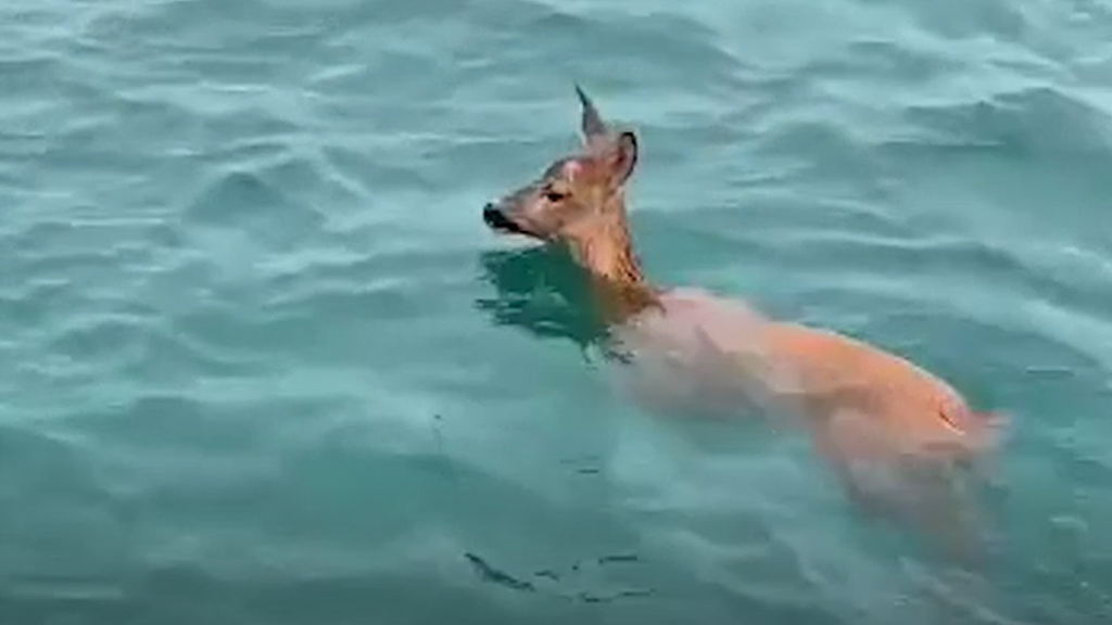 deer-in-sea.