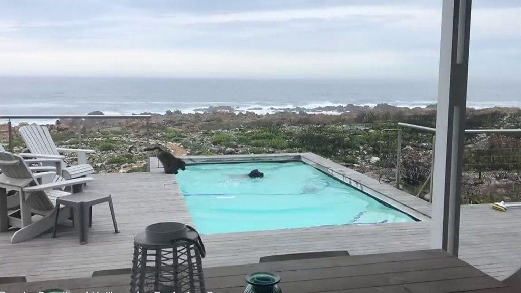 baboons in swimming pool