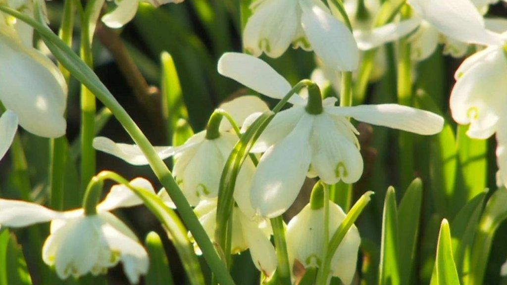 snowdrops