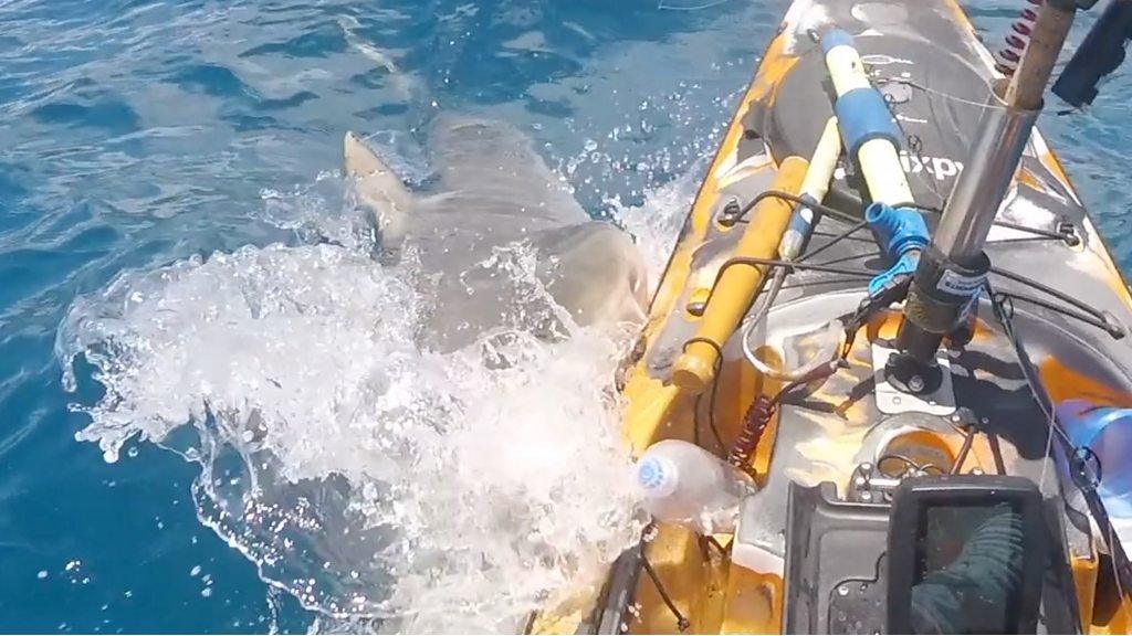 Shark attacks kayak off the coast of Hawaii