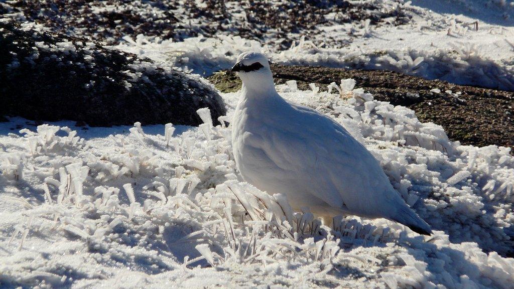 Ptarmigan in Cairngorms