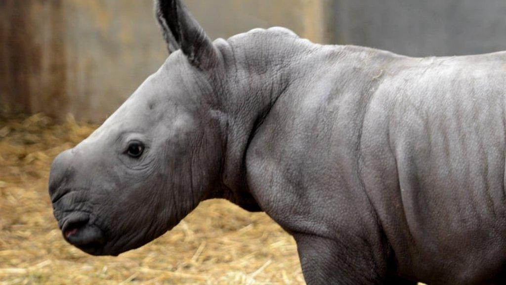 Queenie the baby white rhino