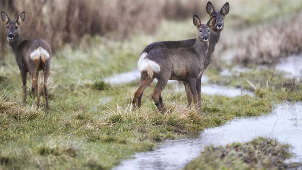 Deer in Peak District