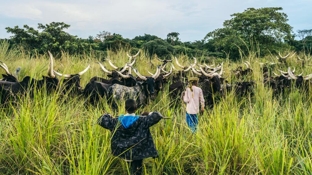 Members of a nomadic group from Chad drive a herd of cattle in Niangara in the Democratic Republic of Congo – September 2023