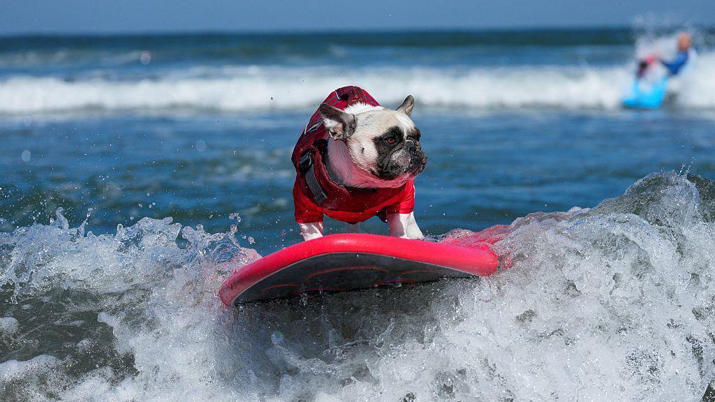 Dog on a surf board.