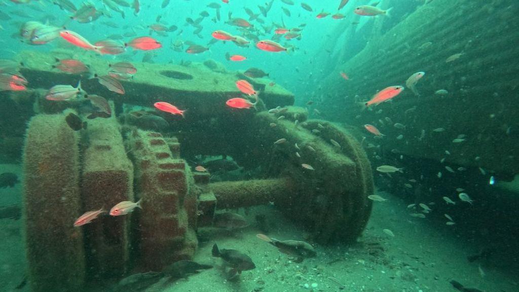 Fish swimming around an old army tank