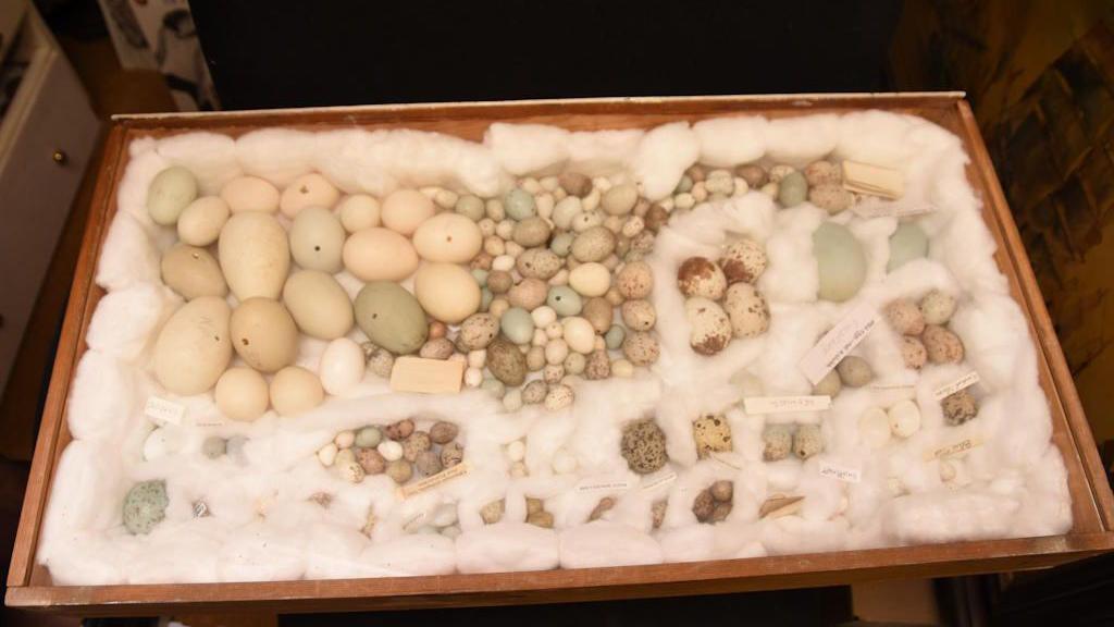 A wooden tray containing eggs of all shapes and sizes, protected with cotton wool.