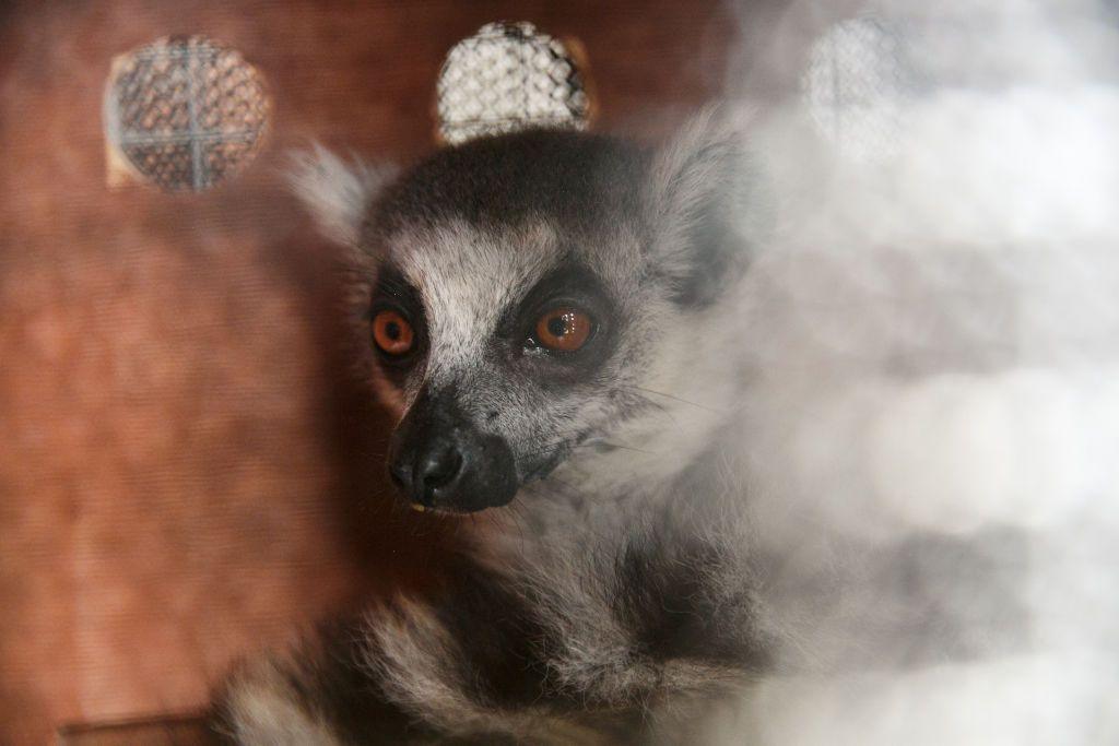 A lemur of the Lemur Catta or Maki type, a species of lemur endemic to Madagascar, is locked in a wooden crate.