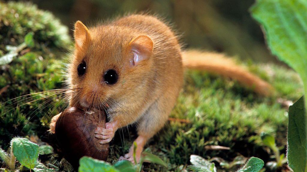 A hazel dormouse eating a nut.