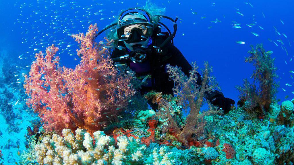 Diver with coral reef