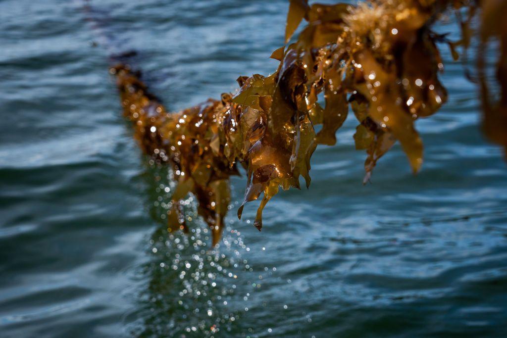 Sugar kelp.