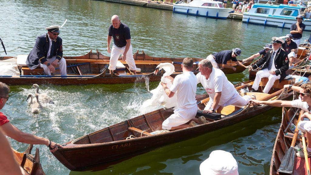 A group of men in wooden canoes grapple with a big white swan on a river. 