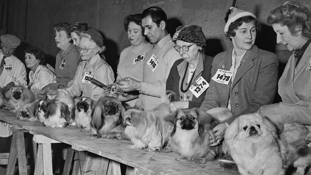 Men and women are standing behind a long wooden table, they are all wearing cards with numbers printed on them. On the table sit a long line of Pekingese dogs.