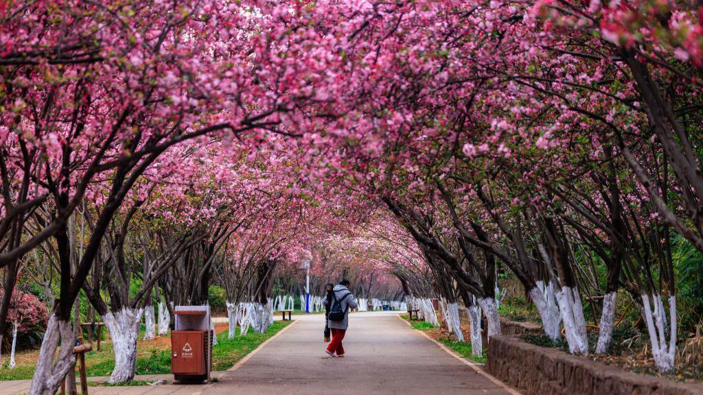 There are trees with bright pink blossoms lining a path. Two people stand on the path looking at the trees