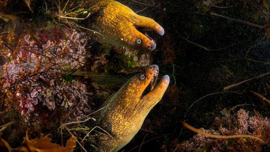 A moray eel at the water surface
