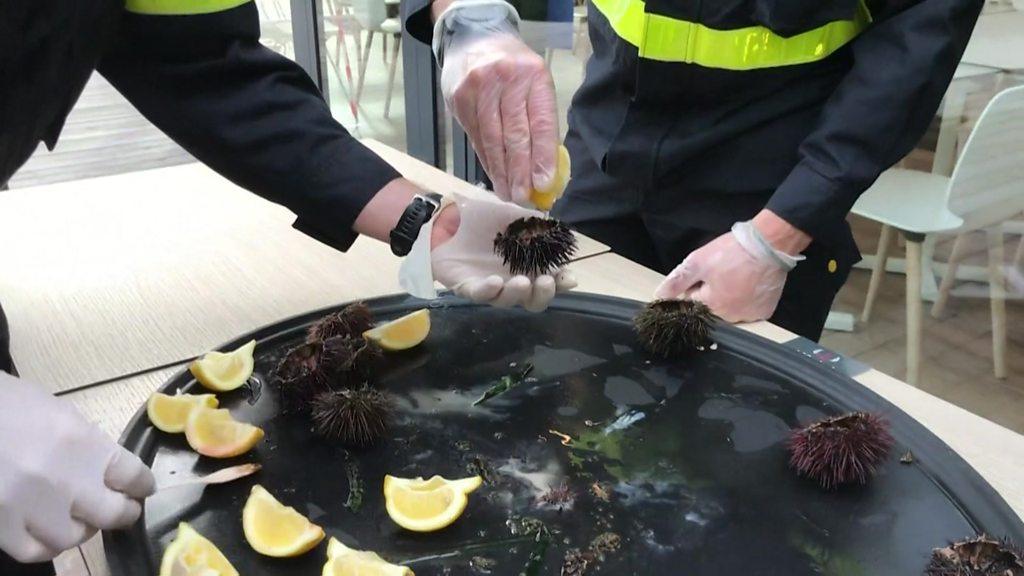 Sea urchins served at French quarantine camp