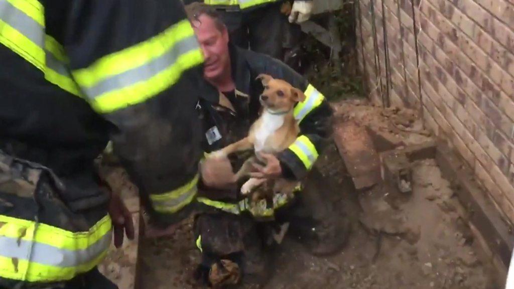 Dog being rescued by fire fighters