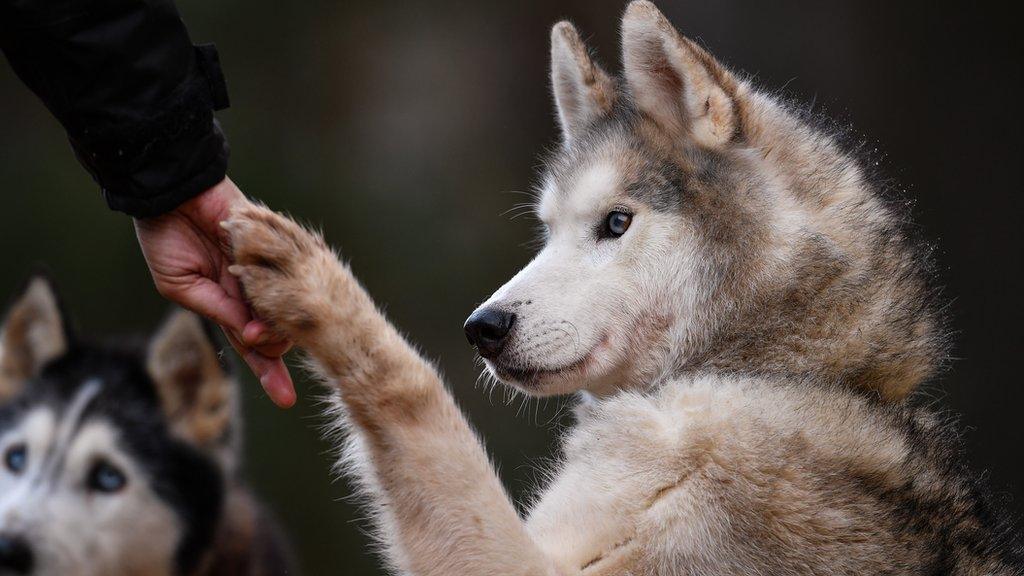 sled dogs