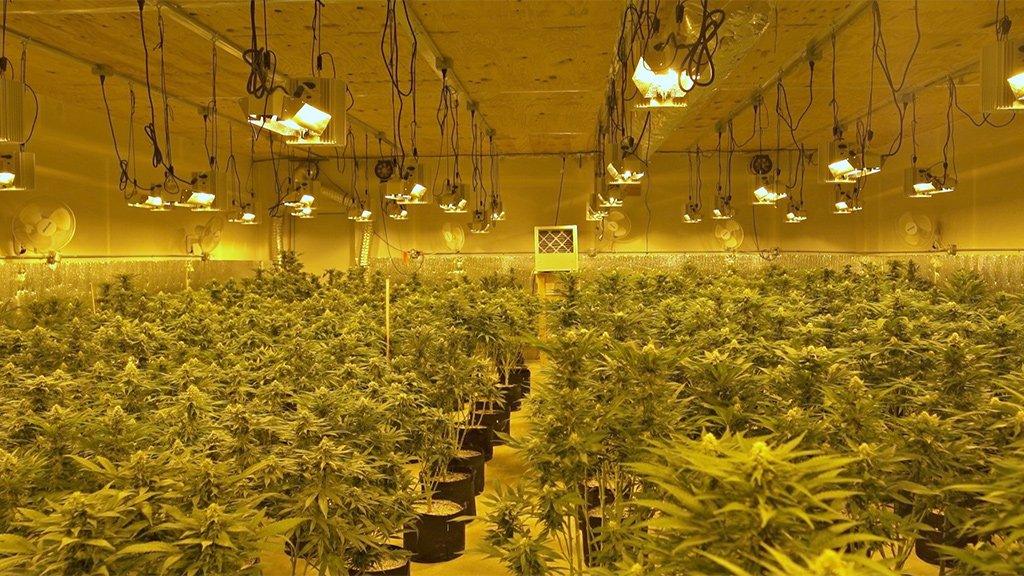 Aaron's marijuana farm in Oklahoma