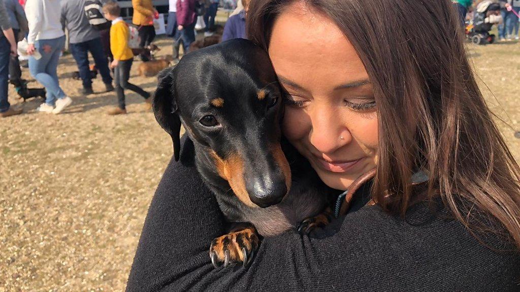 Dachshunds from all over the country meet for a stroll on the beach.