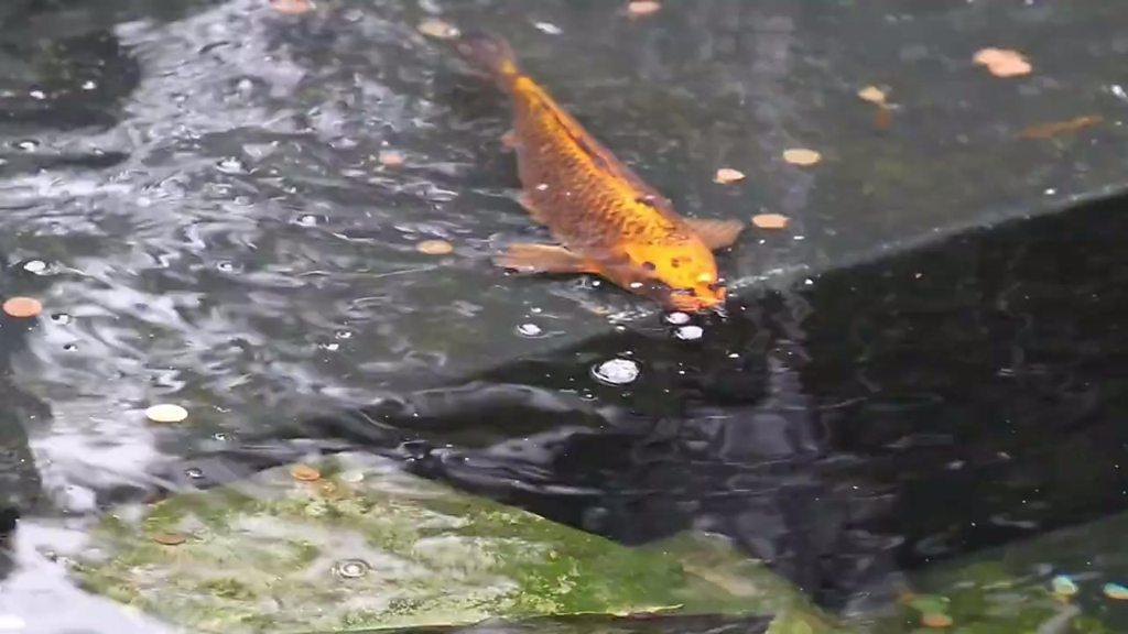 Koi carp in pond at Castle Park, Colchester