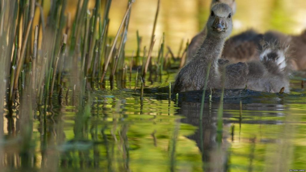 Duckling at Charnwood Water