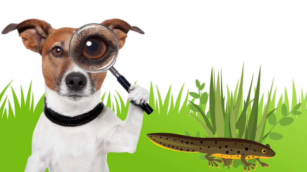 dog searching for a newt